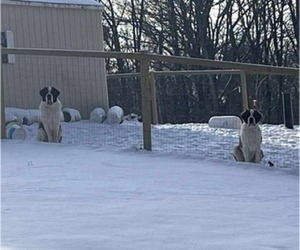 Father of the Saint Bernard puppies born on 11/20/2025