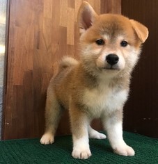 Shiba Inu Puppy for sale in HOLLYWOOD, CA, USA