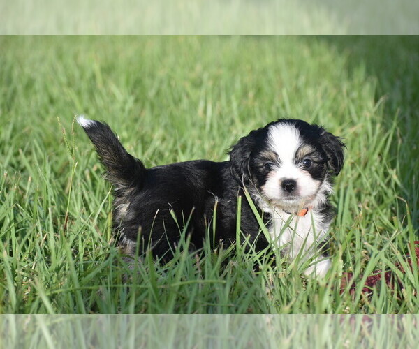 Medium Photo #7 Auss-Tzu Puppy For Sale in PALM COAST, FL, USA