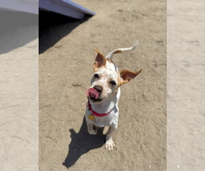 Mutt Dogs for adoption in Seal Beach, CA, USA