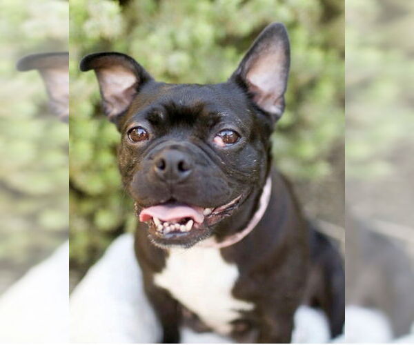 Medium Photo #2 Faux Frenchbo Bulldog Puppy For Sale in Corona, CA, USA