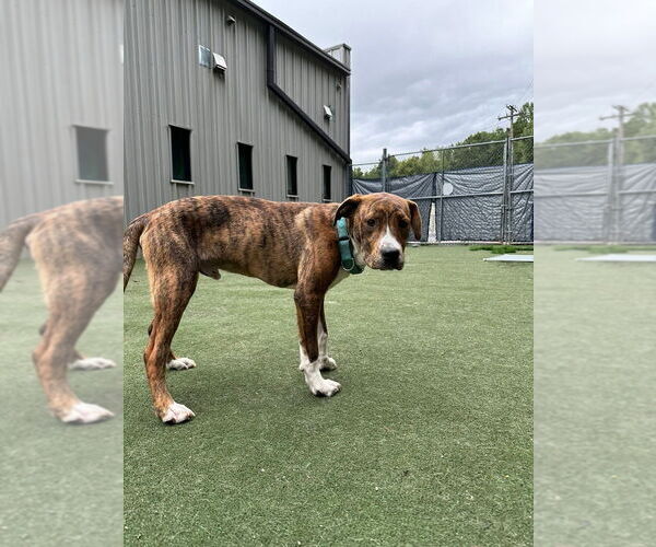Medium Photo #7 Boxador Puppy For Sale in garner, NC, USA