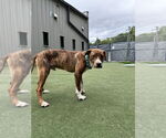 Small #6 Boxador