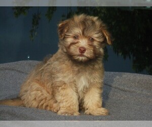 Havanese Puppy for sale in WILSON, NY, USA