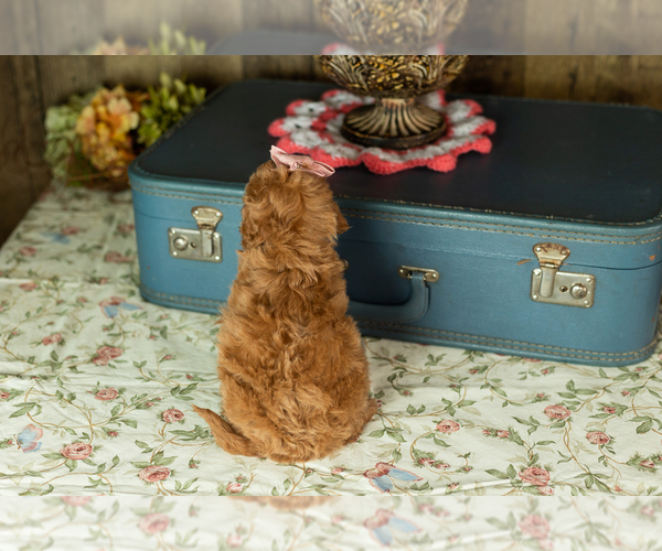 Medium Photo #20 Miniature Labradoodle Puppy For Sale in NAPPANEE, IN, USA