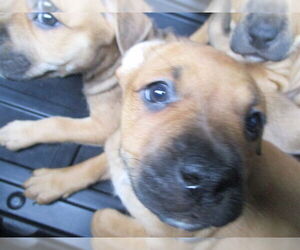 Black Mouth Cur Dogs for adoption in Ocala, FL, USA