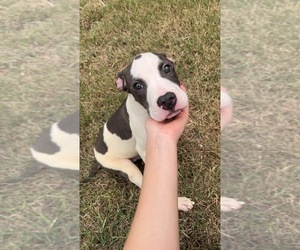 American Pit Bull Terrier-Bullypit Mix Puppy for sale in FORT WORTH, TX, USA