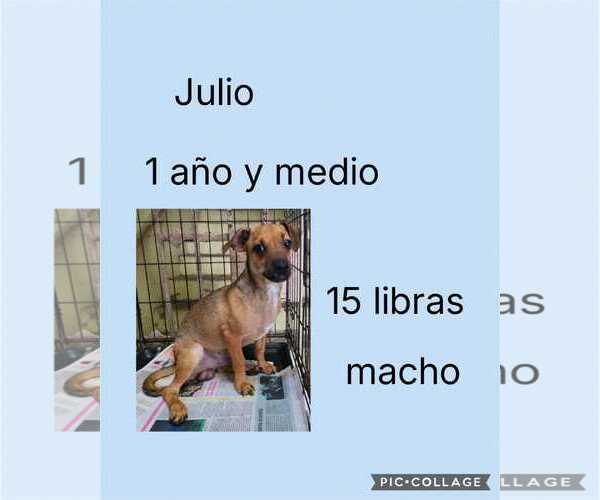 Medium Photo #8 Chiweenie Puppy For Sale in Virginia Beach, VA, USA