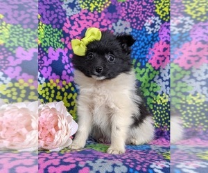 Pomeranian Puppy for sale in KIRKWOOD, PA, USA