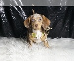 Small Photo #3 Dachshund Puppy For Sale in WARSAW, IN, USA