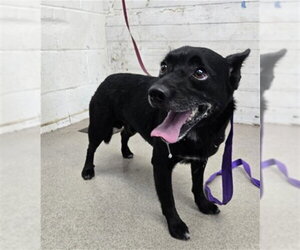 Chihuahua-Unknown Mix Dogs for adoption in San Bernardino, CA, USA