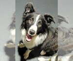 Small Photo #2 Border Collie Puppy For Sale in Highland, IL, USA