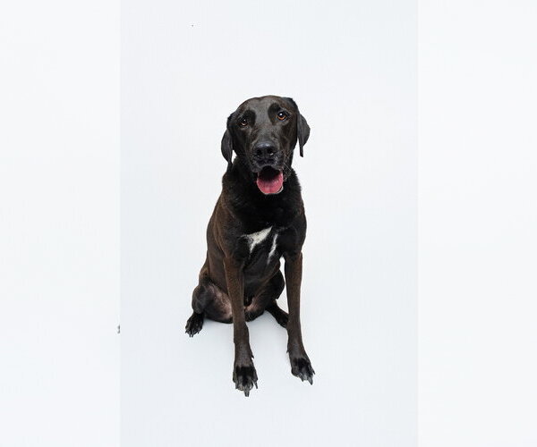 Medium Photo #4 Chocolate Labrador retriever-Labrador Retriever Mix Puppy For Sale in Houston, TX, USA