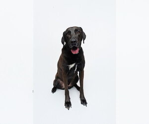 Levi - Male Chocolate Labrador retriever-Labrador Retriever Mix Dog for Adoption - Photo #4