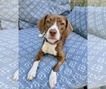 Small Photo #3 Boglen Terrier Puppy For Sale in Omaha, NE, USA
