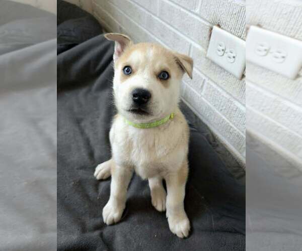 Medium Photo #3 Siberian Husky-Unknown Mix Puppy For Sale in Raleigh, NC, USA