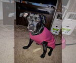 Small #1 American Pit Bull Terrier-Labrador Retriever Mix