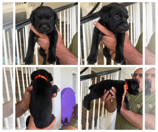 Medium Photo #57 Cane Corso Puppy For Sale in LIVERMORE, CA, USA
