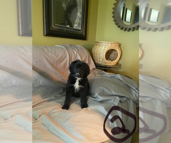 Medium Photo #3 Aussiedoodle Puppy For Sale in DOVER, MO, USA