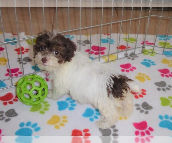 Medium Photo #2 Poodle (Toy) Puppy For Sale in ORO VALLEY, AZ, USA