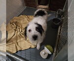 Small #5 Mutt