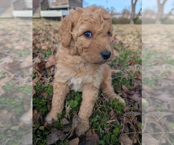 Medium Photo #6 Aussiedoodle Miniature  Puppy For Sale in NASHVILLE, TN, USA