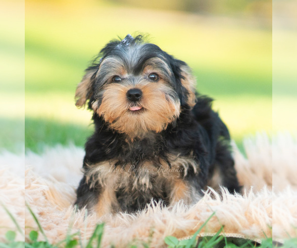 Medium Photo #6 Morkie Puppy For Sale in WARSAW, IN, USA