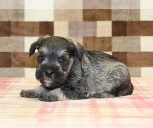 Schnauzer (Miniature) Puppy for Sale in DENVER, Pennsylvania USA