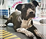 Small #1 Labrador Retriever Mix