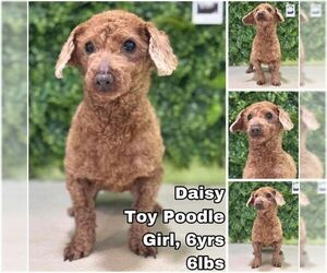 Poodle (Toy) Dogs for adoption in Seattle, WA, USA