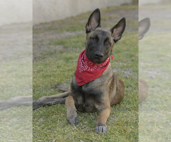 Medium Photo #10 Mutt Puppy For Sale in Dana Point, CA, USA