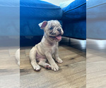Small Photo #1 French Bulldog Puppy For Sale in RESEDA, CA, USA