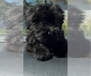 Maltipoo (Miniature) Puppy for sale in VENETA, OR, USA