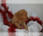 Puppy Andy Golden Retriever