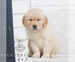 Small #3 Golden Retriever