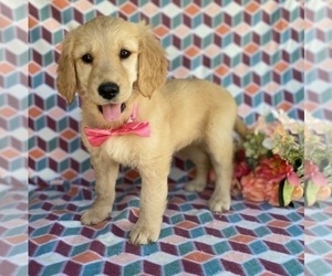 Golden Retriever Puppy for sale in LANCASTER, PA, USA