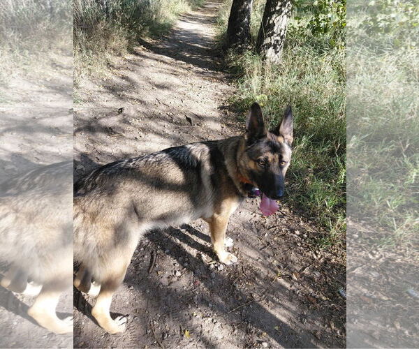 Medium Photo #2 German Shepherd Dog Puppy For Sale in Crystal, MN, USA