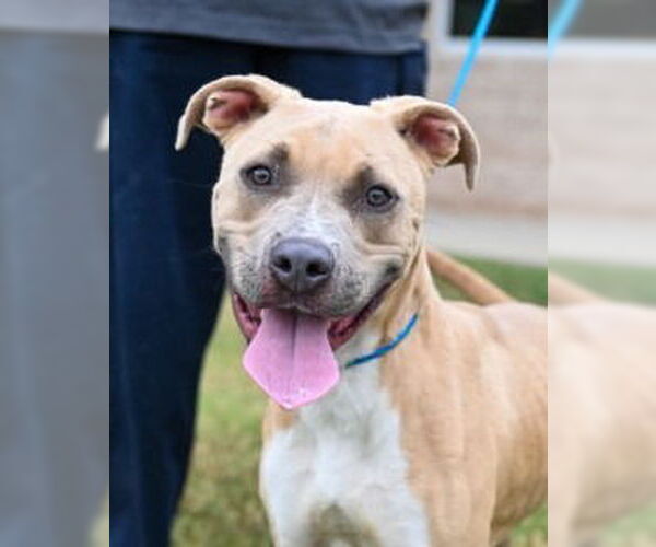 Medium Photo #2 American Pit Bull Terrier-Unknown Mix Puppy For Sale in Glen Allen, VA, USA