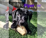 Small #1 Labrador Retriever Mix