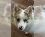 Small Pomsky