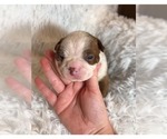 Small Photo #1 Boston Terrier Puppy For Sale in REDDICK, FL, USA