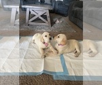 Small Photo #1 Labrador Retriever-Unknown Mix Puppy For Sale in MORENO VALLEY, CA, USA