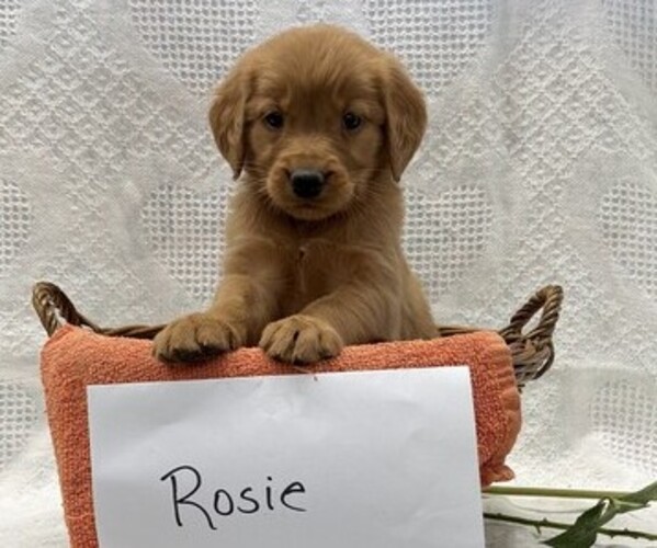 Medium Photo #2 Golden Retriever Puppy For Sale in OWEN, WI, USA