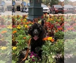 Small Photo #1 Poodle (Standard) Puppy For Sale in LADY LAKE, FL, USA
