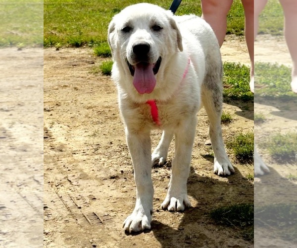 Medium Photo #2 Anatolian Shepherd-Labrador Retriever Mix Puppy For Sale in Scottsboro, AL, USA
