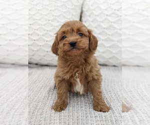 Goldendoodle (Miniature) Puppy for sale in NORTH LAWRENCE, OH, USA