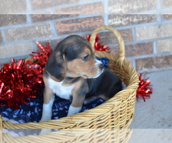 Medium Photo #13 Jug Puppy For Sale in GREENWOOD, WI, USA