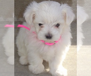 Maltese Puppy for sale in CRESCENT CITY, CA, USA