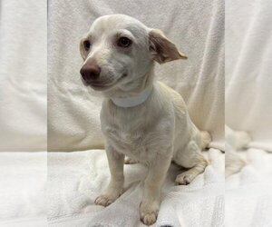 Chiweenie Dogs for adoption in Rancho Cucamonga, CA, USA