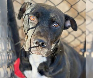 Boxer-Unknown Mix Dogs for adoption in Tulsa, OK, USA